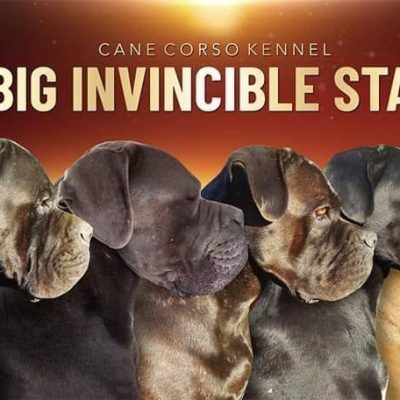 BIG INVINCIBLE STAR