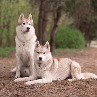 MINSKY SIBERIANS