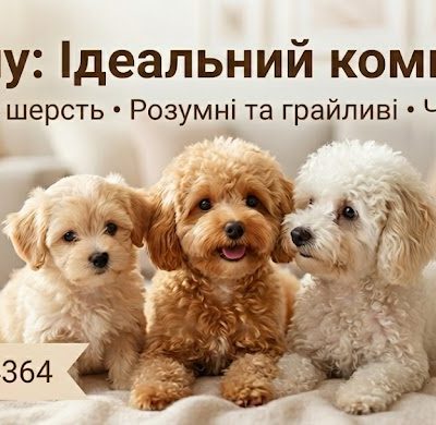 Мальтіпу Київ